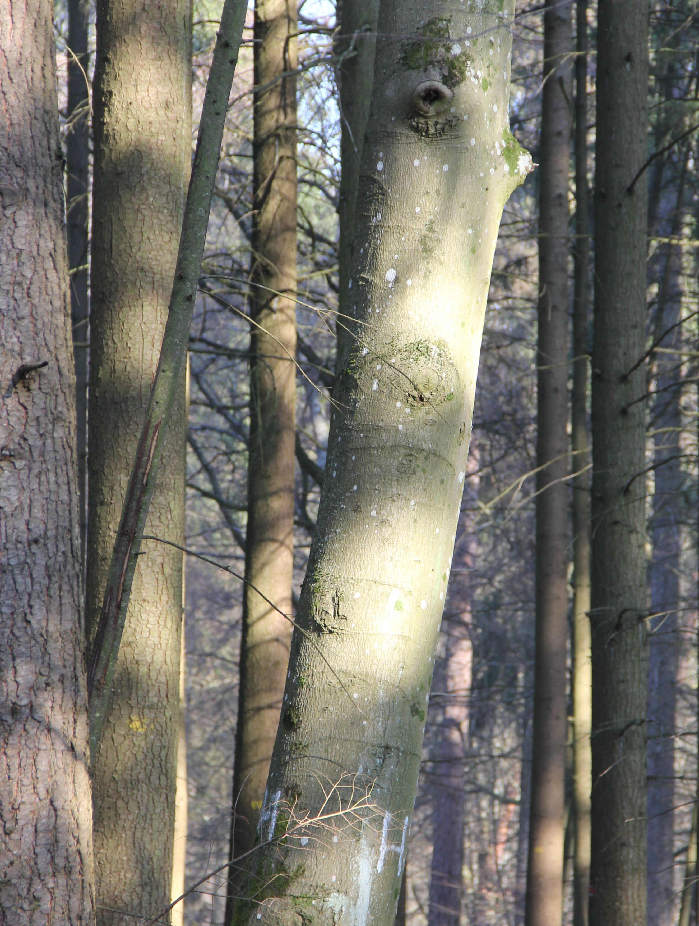 Habitatbaum mit großen „H“ und Baumhöhle