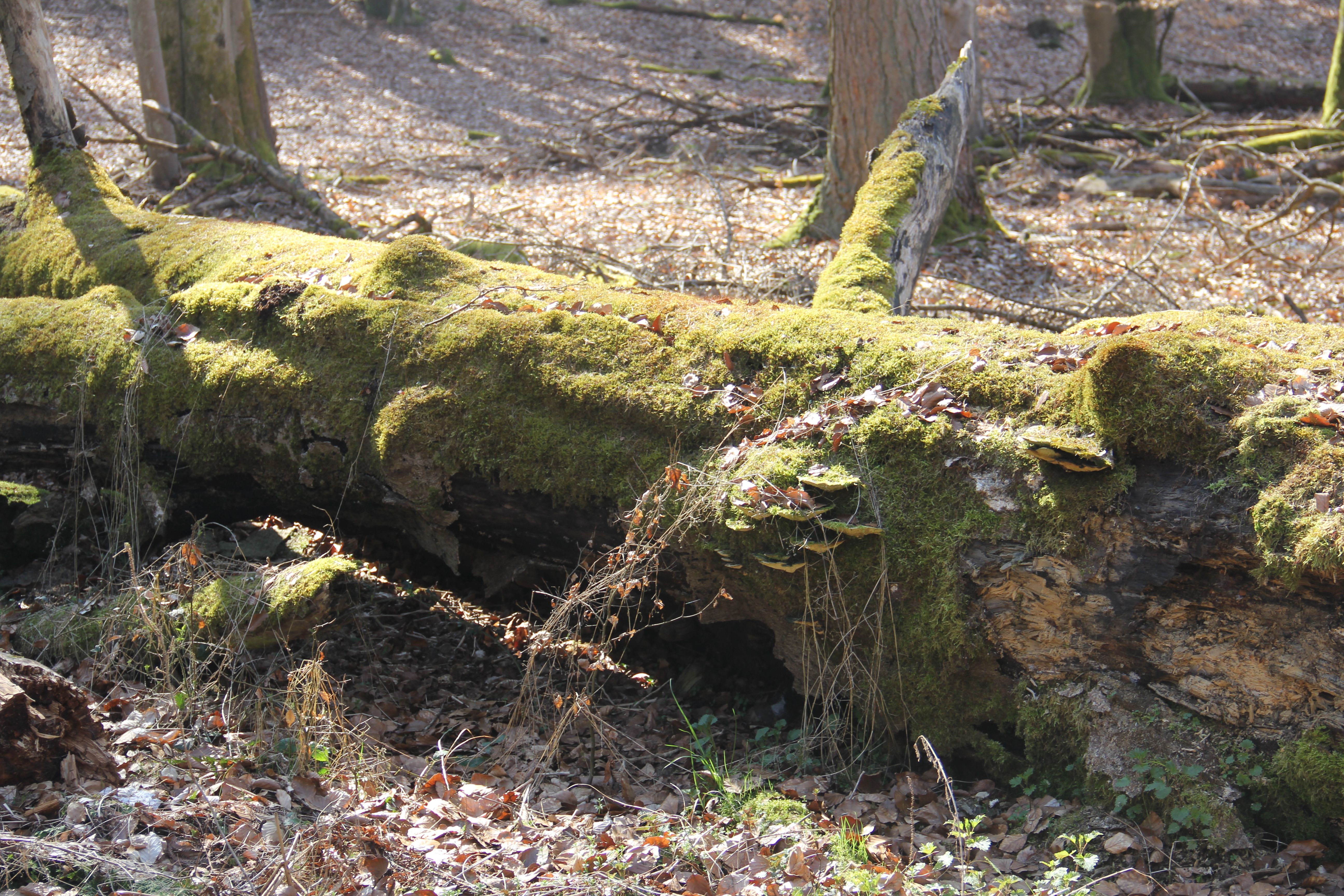 Totholz mit Pilzbewuchs in der Naturwaldzelle