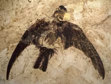 Vogel aus Grube Messel